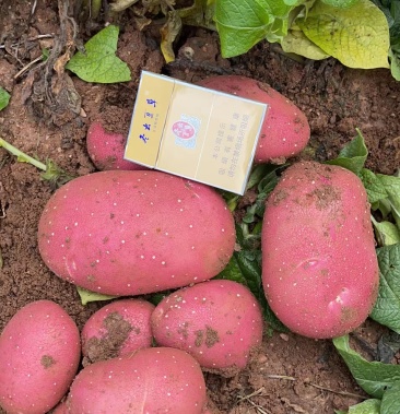 内蒙古武川县红沙地雪川红红皮黄心土豆产地直发诚信代办