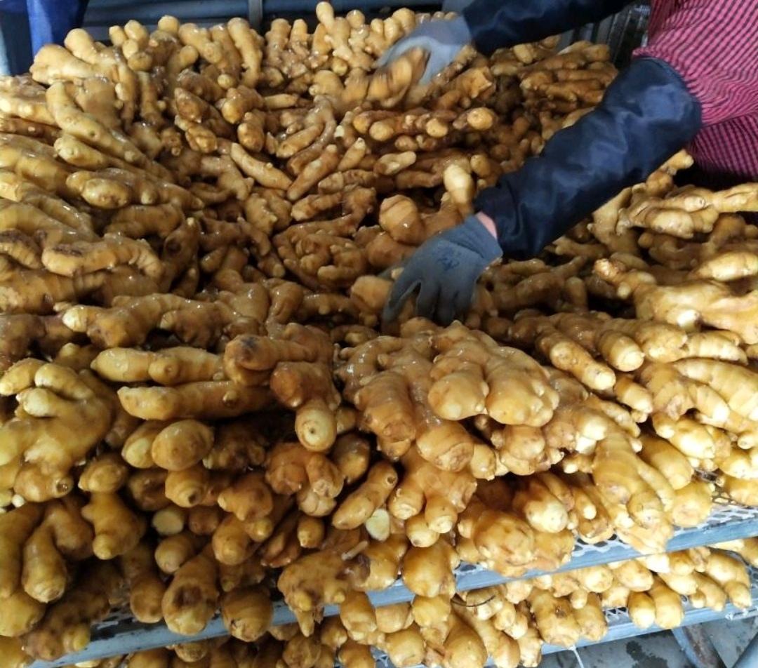 黑布子大姜分拣与包装现场