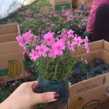 四季福禄考花苗易种宿根花卉园林景观庭院花海易活耐寒旱
