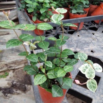 花叶络石盆栽阳台庭院好养植物五彩花卉室内彩叶垂吊黄金络石