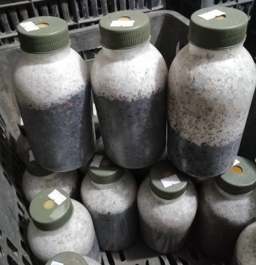 杏鲍菇菌种杏鲍菇二级原种杏鲍菇一号杏鲍菇二号原种