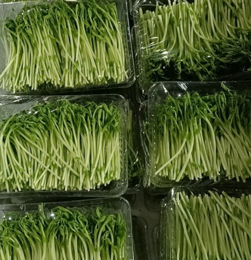 [豌豆苗批发]豆苗价格60.00元/件 - 一亩田