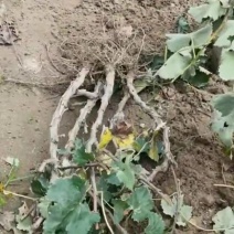 葡萄树3一5公分精品树