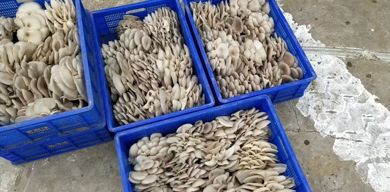 鲜平菇在超市货架上的陈列展示