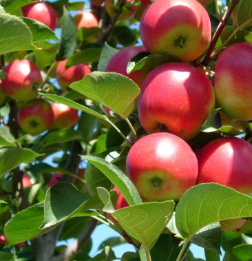 批发东北123小苹果特产农家现摘现发非沙果当季新鲜水果