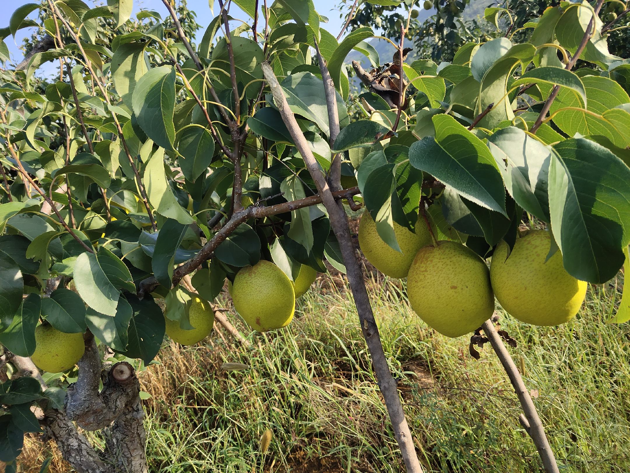 雪花梨果园实景