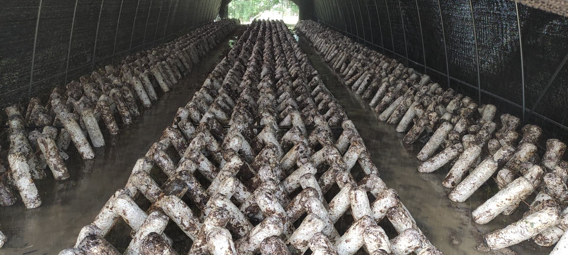 多个处理好的段木整齐地以‘井’字形堆叠在林下空地上,底部垫有石块防潮,段木表面可见规则排列的圆形接种孔,部分孔位已有白色菌丝萌出,工人正在用喷雾器轻洒水分调节湿度 黑灵芝段木接种与堆叠发菌场景