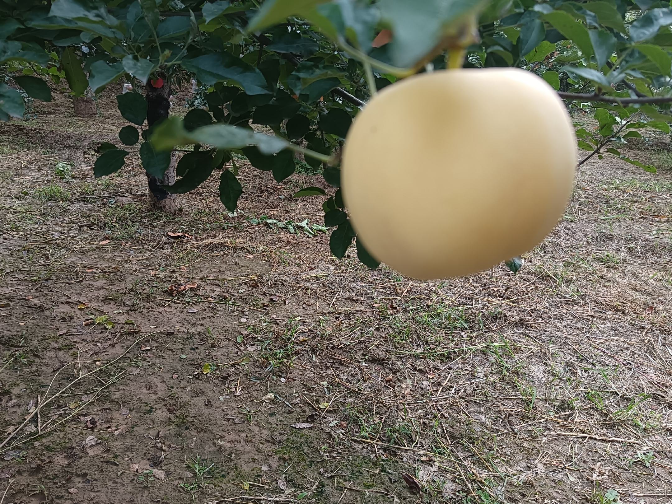 黄元帅苹果在麦积区果园中成熟