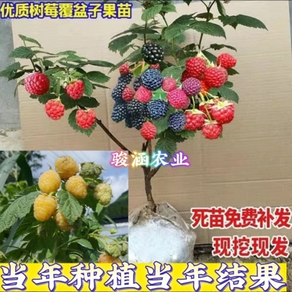 树莓苗价格行情