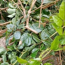 藤茶