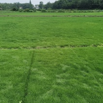 结缕草台湾二号成都基地大量出售来电咨询