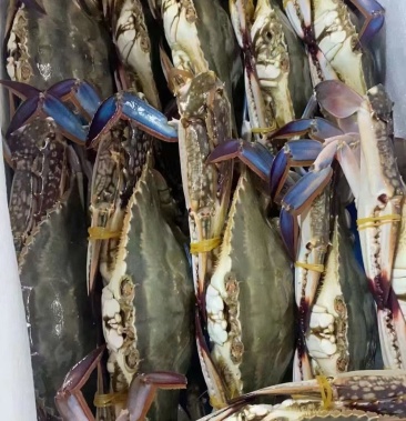 远海梭子蟹冰鲜梭子蟹梭子蟹不是冰冻自助餐酒店特供