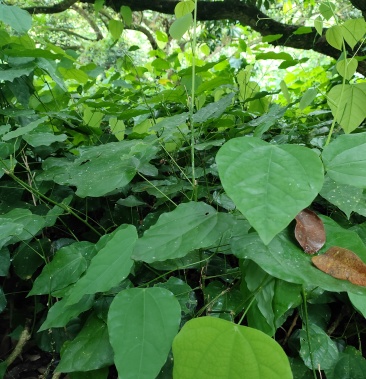 赤苍藤苗龙须菜姑娘菜苗