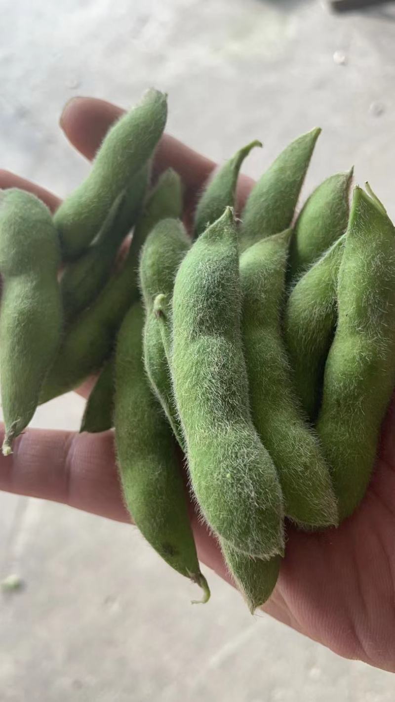 新鲜毛豆节大批量出售,量大从优