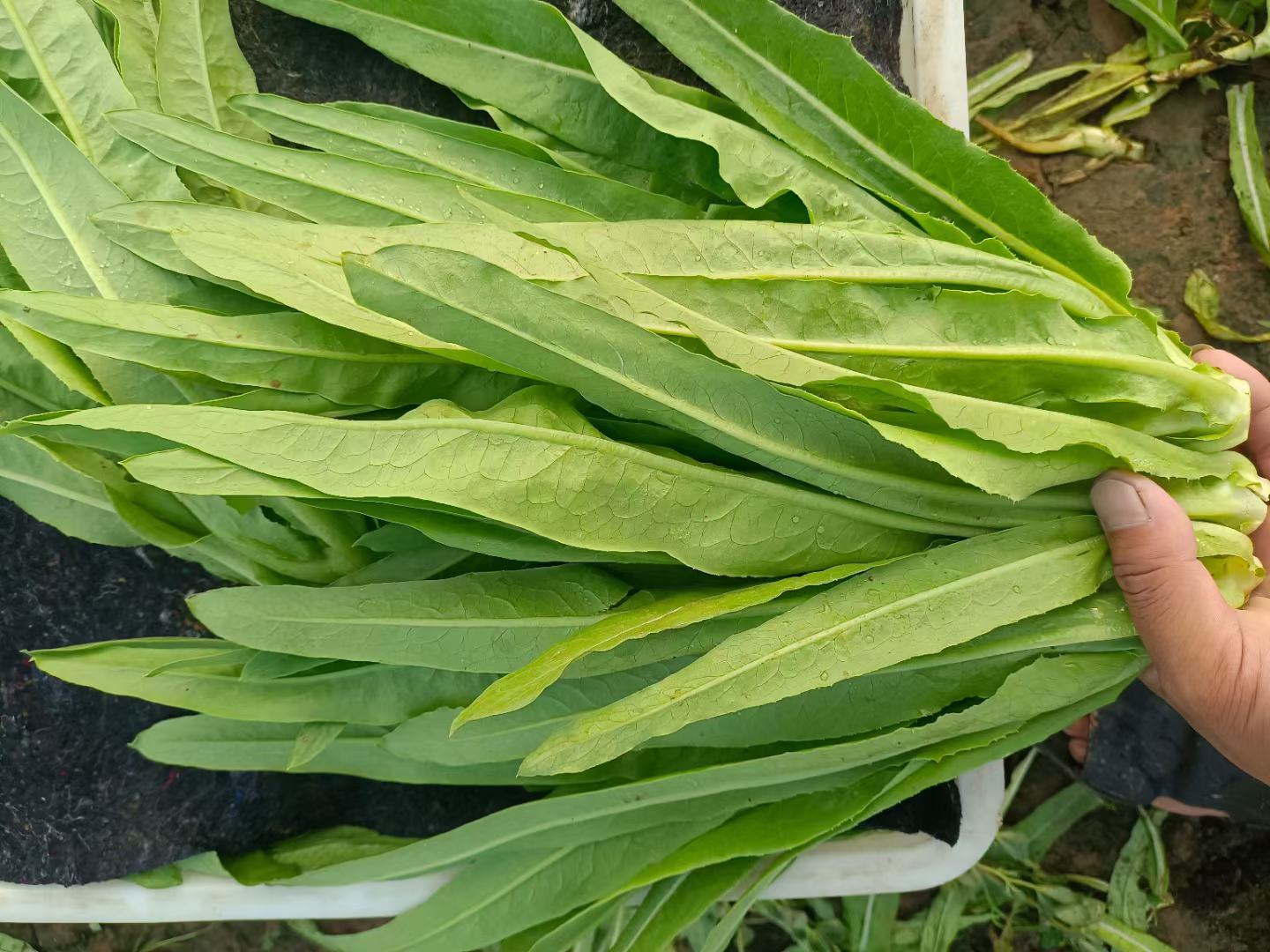 豆豉油麦菜食材准备图