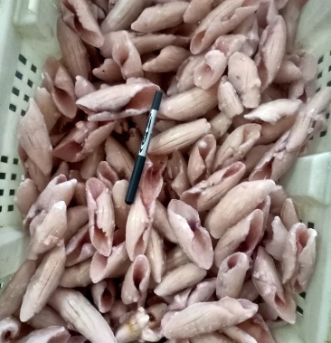 单冻鱿鱼尾花价格便宜实惠