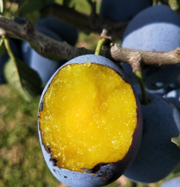 [西梅批发]西梅女神价格15.00元/斤 - 一亩田