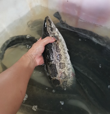 大量批发生鲜活生鱼黑鱼半斤以上大中小价格