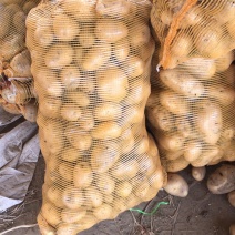 【热销】小土豆淀粉薯，土豆，无腐烂，