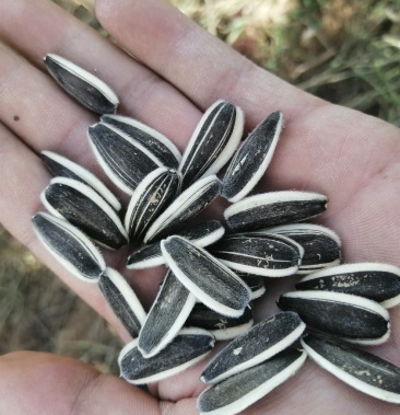 [葵花籽批发]葵花三瑞11价格3.60元/斤 - 一亩田