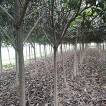枇杷，枇杷树，定植枇杷，河南枇杷树，批发，工程绿化