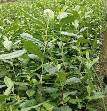 [茶树苗批发]极白茶苗(新安4号)价格0.50元/棵 - 一亩田