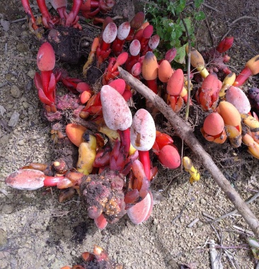 [回春草批发]回春草新鲜货价格5.00元/斤 - 一亩田