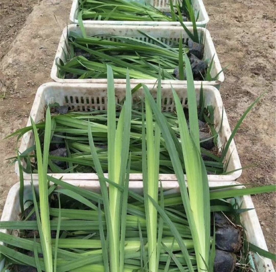 雏菊幼苗整齐生长,叶片翠绿,根系发达 雏菊幼苗图