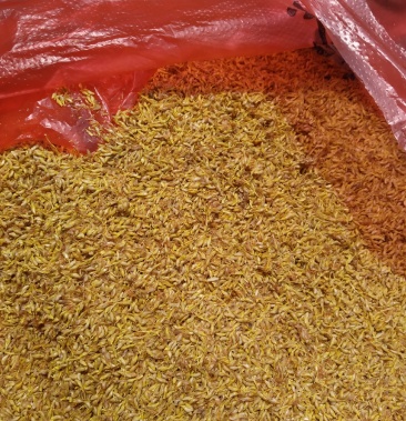 霹雳籽凉粉籽天然果冻无需石灰无添加奶母果母籽