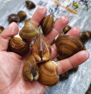 [黄蚬子批发]广东云浮郁南黄沙蚬价格8.00元/斤 - 一亩田