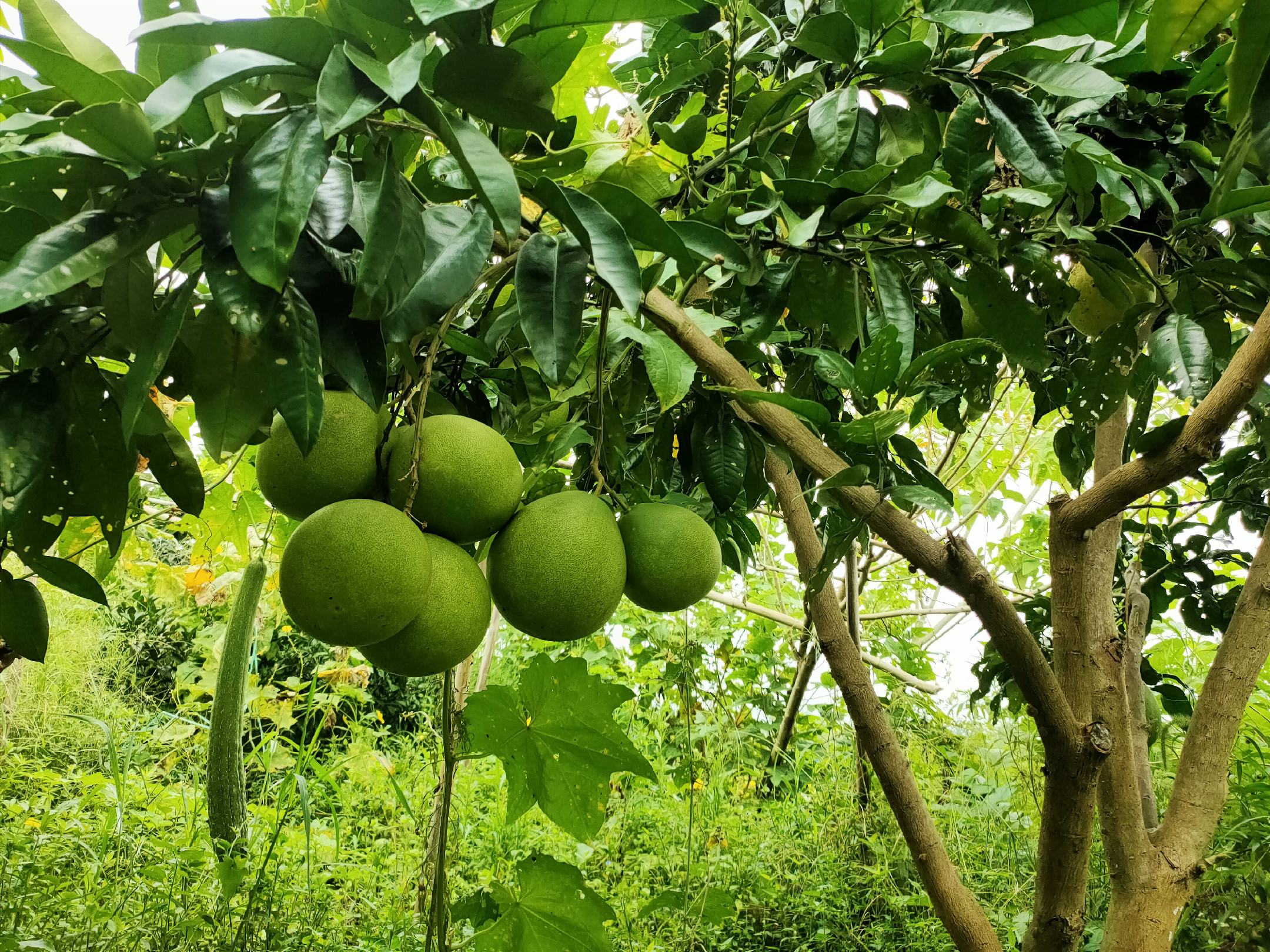 琯溪蜜柚成年树全景图