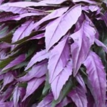 紫背菜苗【四川人叫它血皮菜，又称懒人菜】