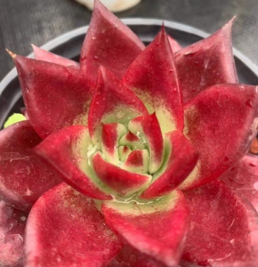 [多肉植物批发]热销推荐[哇][哇][哇]110#卡宴,24装,6元,价格6.