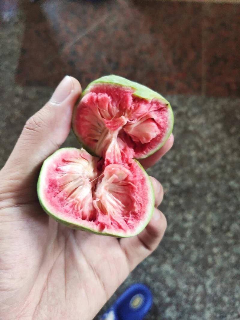 桂木果(别名:胭脂果,狗囊果)大量供应