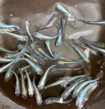 活体观背青鳉好养耐活淡水冷水鱼观赏鱼迷你锦鲤观背干支混合