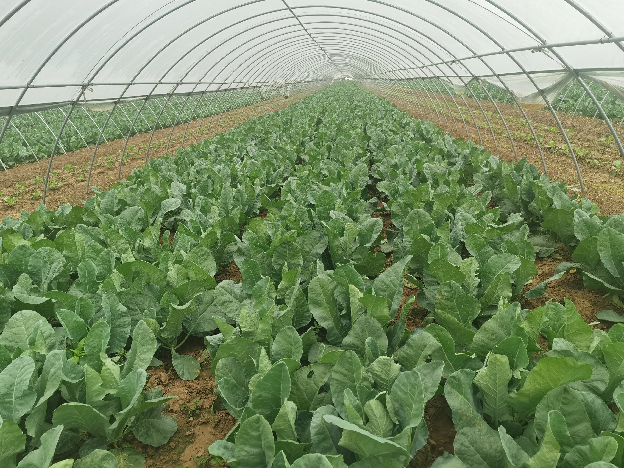 菜花莲座期中期植株：8–10片真叶紧密包裹中心，叶片厚实蜡质明显，叶色深绿，茎短缩明显，整体呈紧凑半球形