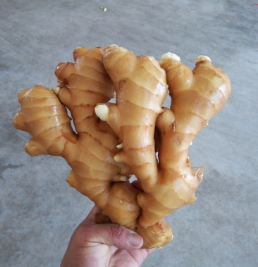 [生姜批发]昌邑大姜价格1.80元/斤 - 一亩田