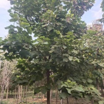 梓树2/6/10/12公分规格齐全大量出售自家苗圃一手货