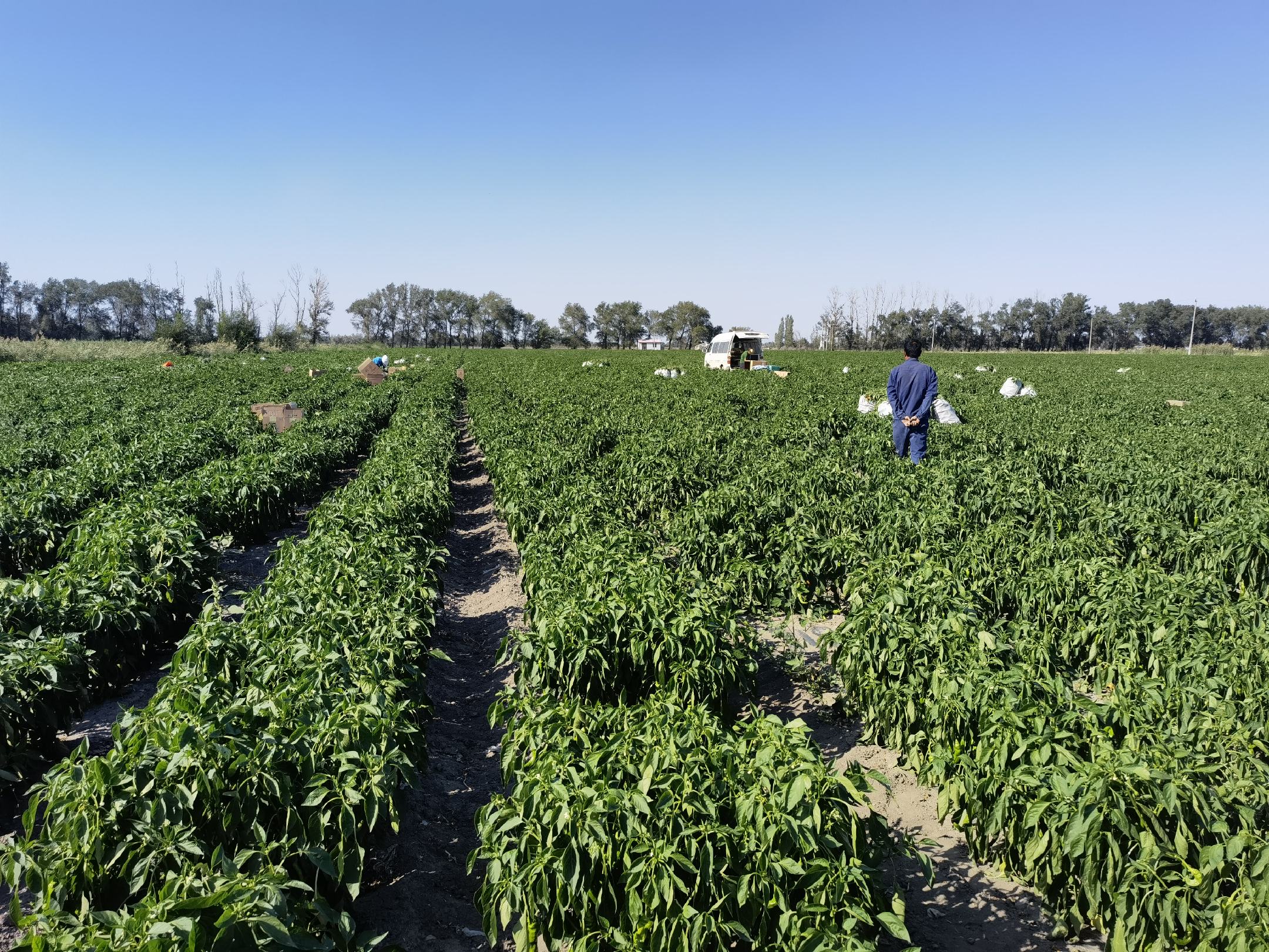 一名身穿蓝色工作服的农民正在辣椒田中采摘成熟的绿色螺丝椒,周围植株茂密,叶片翠绿,阳光洒落在田地上,呈现出一派丰收景象 农民在田间采摘螺丝椒