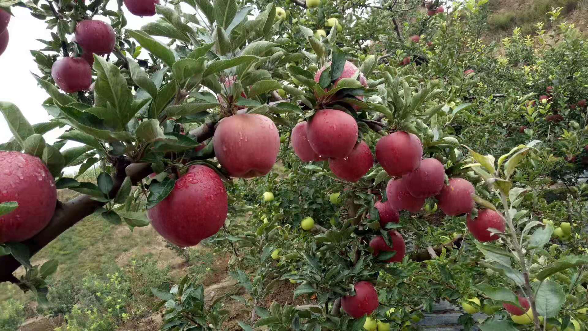 花牛苹果果园丰收实景图
