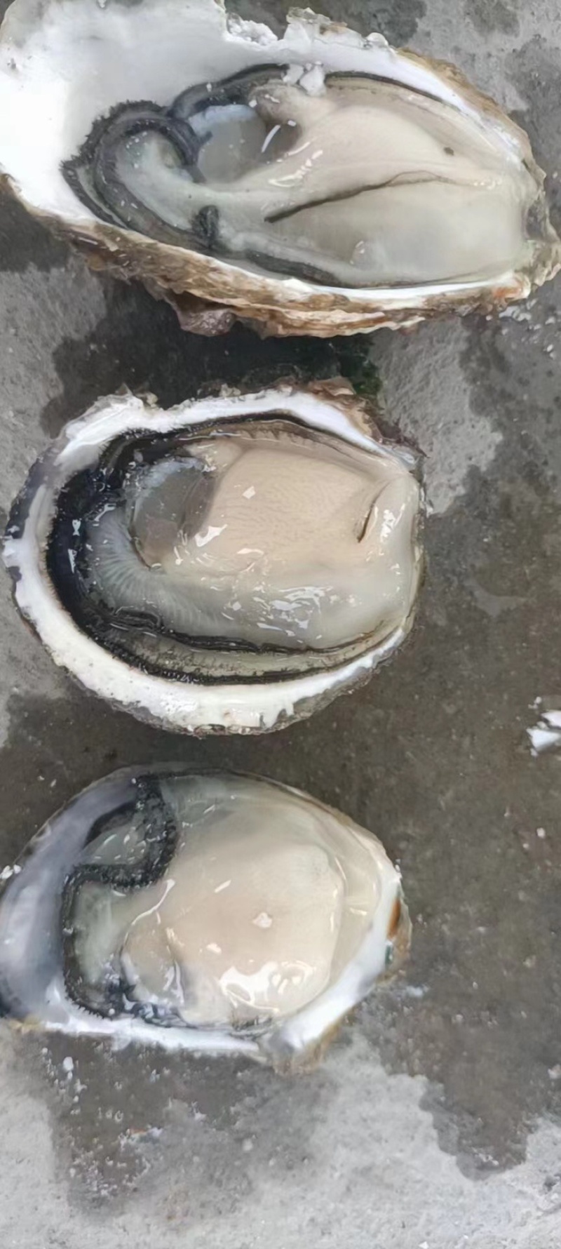 [生蚝批发]福建漳州诏安县生蚝 1.