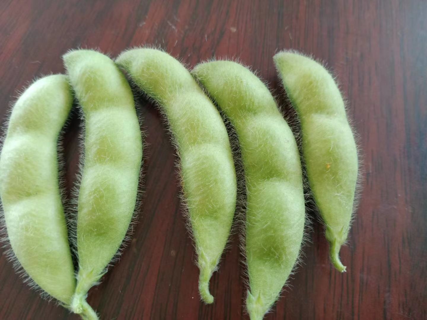 左侧是一碗带壳的新鲜绿色毛豆,豆荚饱满有绒毛;右侧是干燥的黄色黄豆颗粒,外壳光滑坚硬;中间摆放一张标签牌写着‘毛豆 vs 黄豆’,背景为木质餐桌 新鲜毛豆与干黄豆对比图