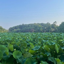 渝北铁山坪80亩农庄出租