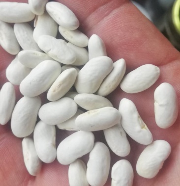 白玉豆