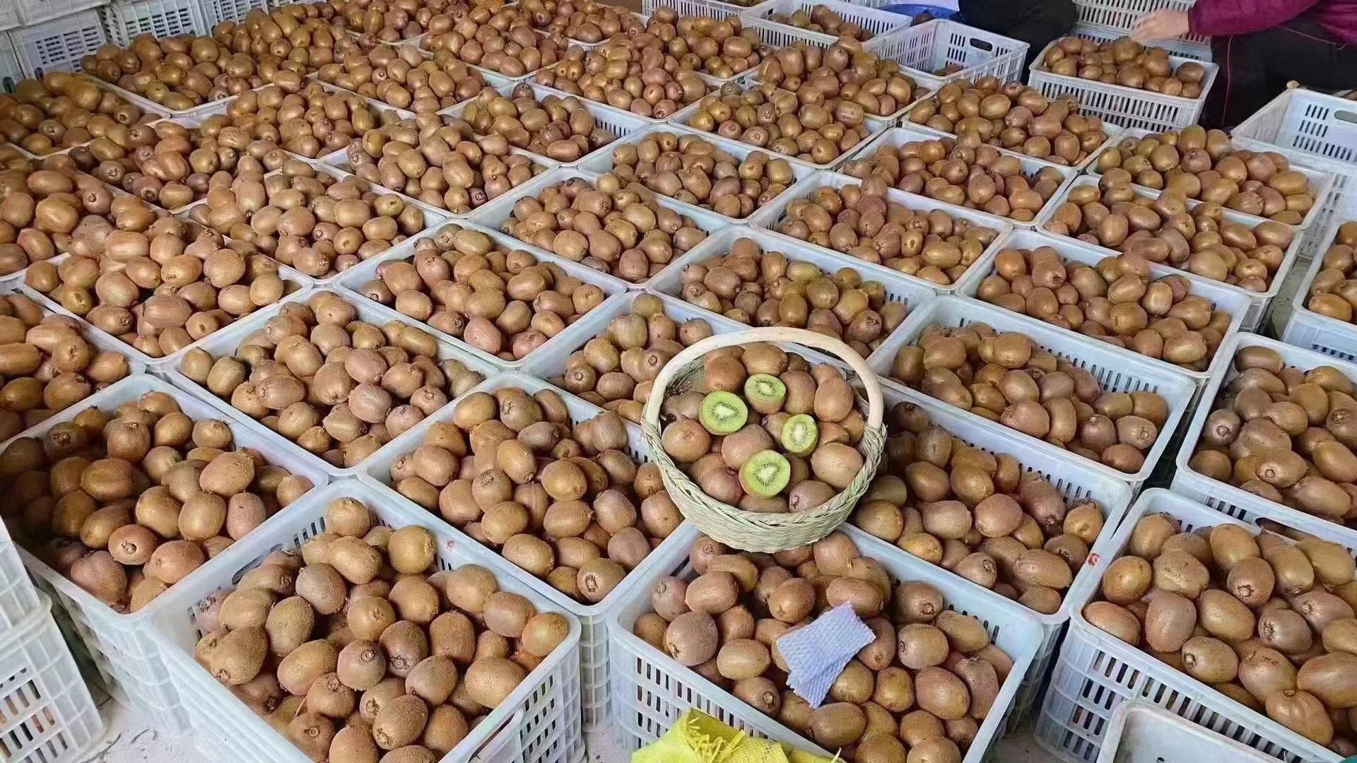 黑山谷猕猴桃采摘现场纪实图