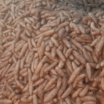 红沙地毛薯