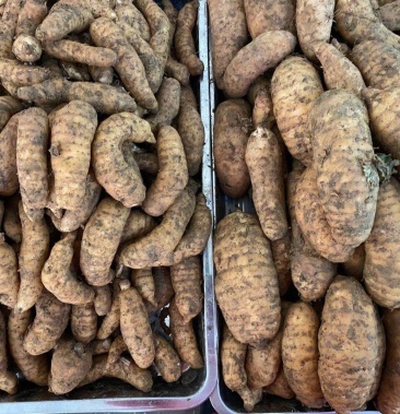 天麻 鲜天麻大果两到五个一斤 一手货源精品新鲜天麻