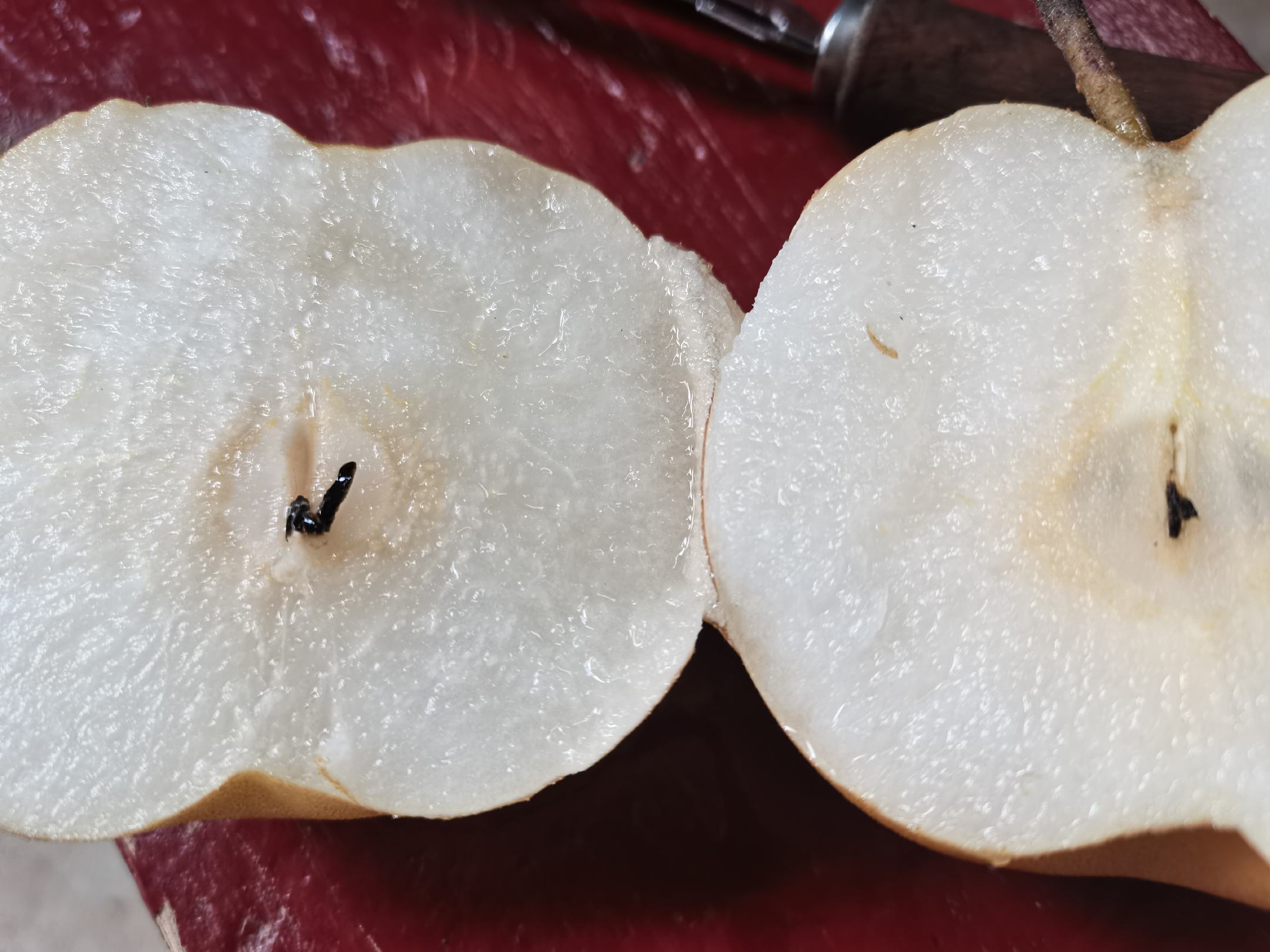 展示七月红梨切开后的果肉结构与汁水含量,强调其多汁口感的来源 七月红梨切开展示内部多汁果肉与果核结构