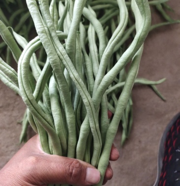 甘肅豆王 架豆王 無絲豆 脫水豆角泰國豆王