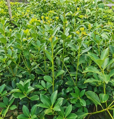 藤县古龙八角,大量出售,优质矮化大红八角嫁接苗.